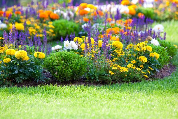 Flower Bed Maintenance in Belleville
