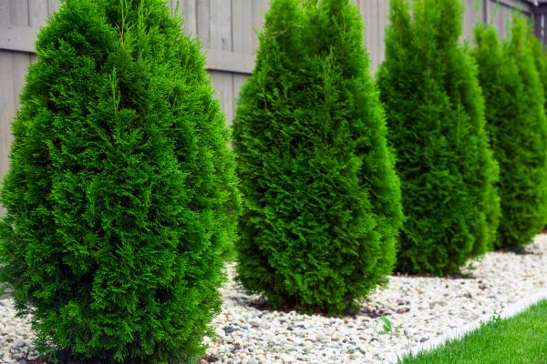 Arborvitae Planting in Belleville
