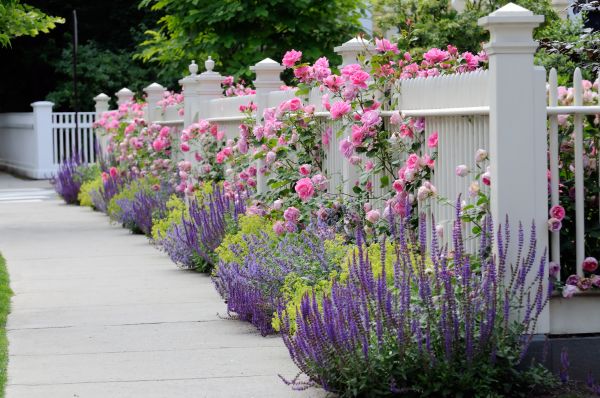 Garden Handyman Service in Belleville