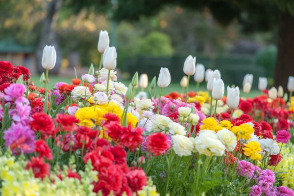 Gardening Service in Belleville