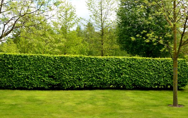 Hedge Planting in Belleville