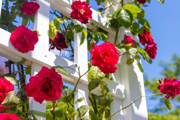 Home Gardening Service in Belleville