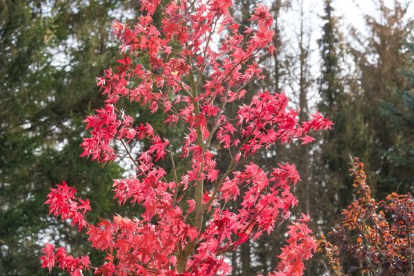 Japanese Maple Planting in Belleville