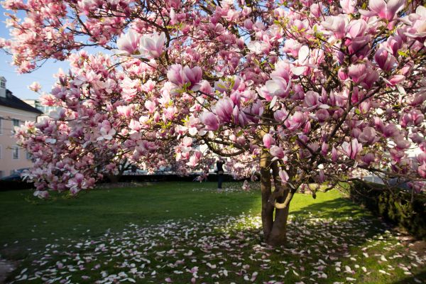 Magnolia Tree Planting in Belleville
