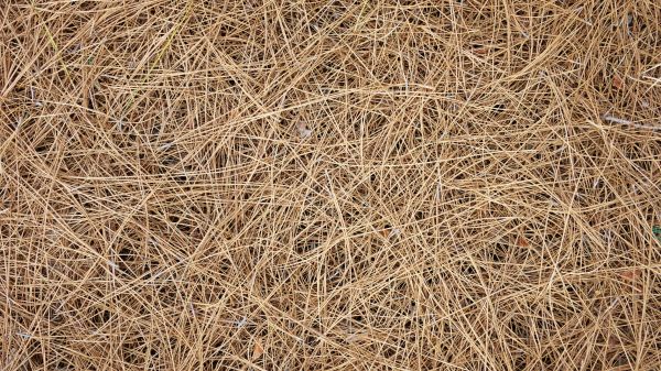 Pine Needles Delivery in Belleville