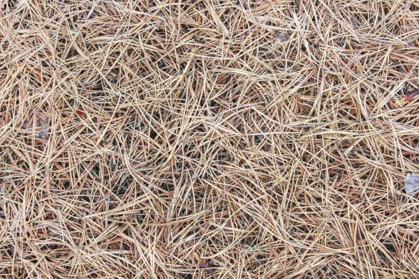Pine Straw Installation in Belleville