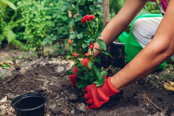 Planting Service in Belleville