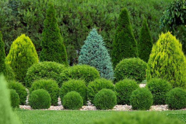 Shrub Replacement in Belleville
