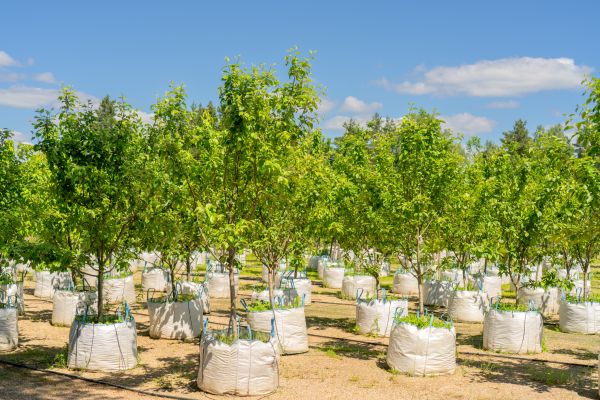 Tree Planting Service in Belleville