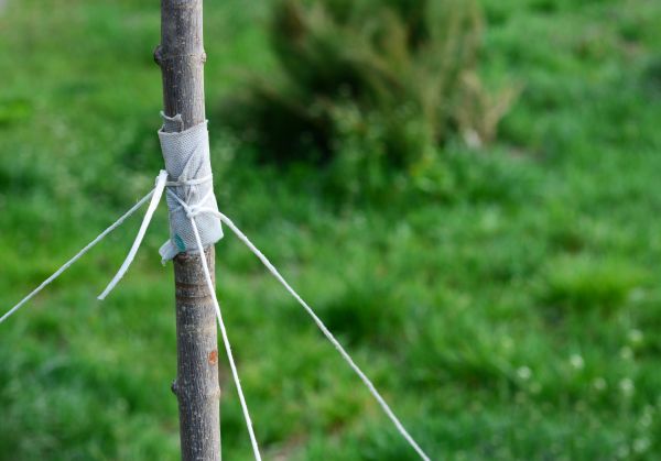 Tree Staking Service in Belleville