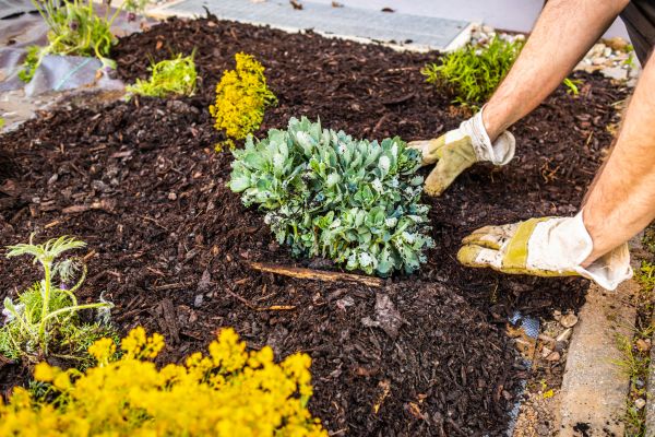 Weeding And Mulching in Belleville