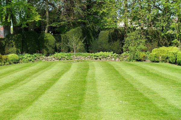 Lawn Renovation in Belleville