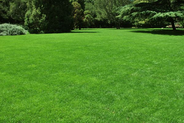 Lawn Landscaping in Belleville
