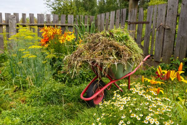 Garden Cleanup Service in Belleville