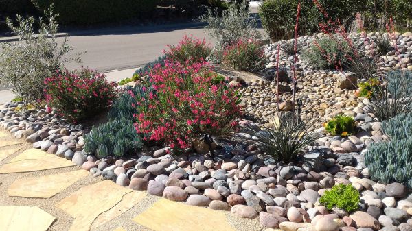 Xeriscape Landscaping in Belleville