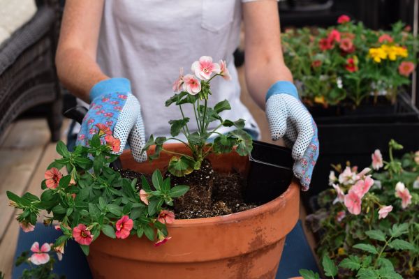 Plant Care Service in Belleville