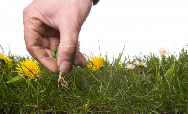 Lawn Weeding in Belleville