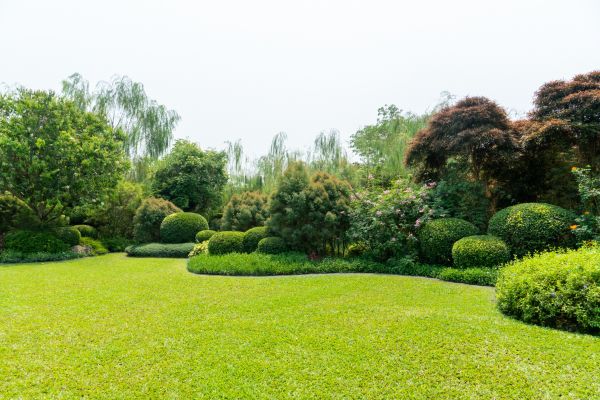 Tree Landscaping in Belleville