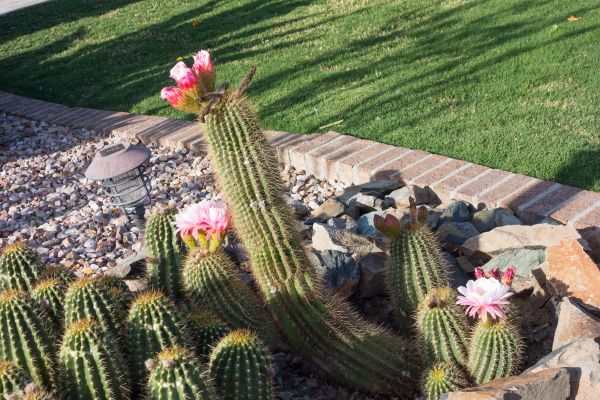 Desert Landscaping in Belleville