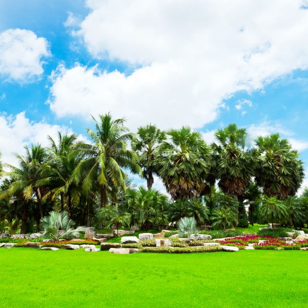 Tropical Landscaping in Belleville