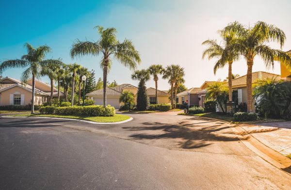 Palm Tree Landscaping in Belleville