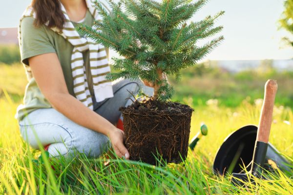 Spruce Tree Planting in Belleville