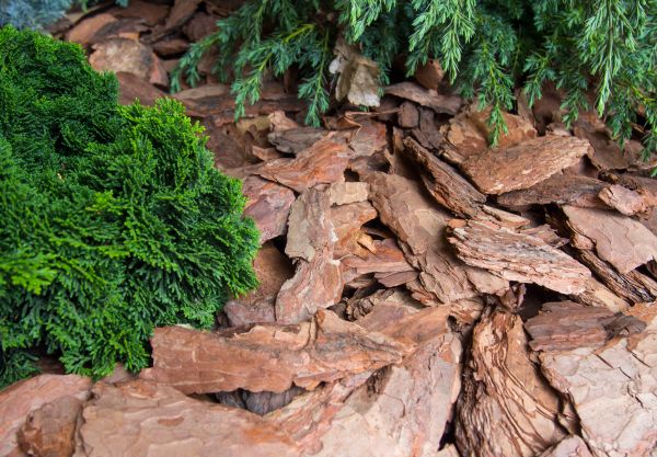 Pine Bark Installation in Belleville