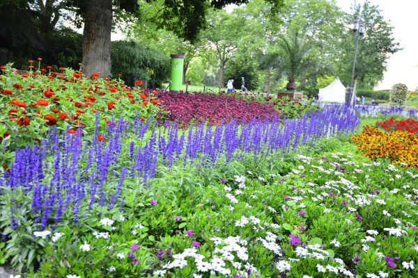 Perennials Planting in Belleville