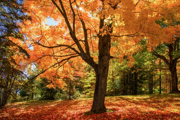 Maple Tree Planting in Belleville