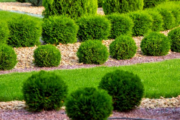 Bush Installation in Belleville