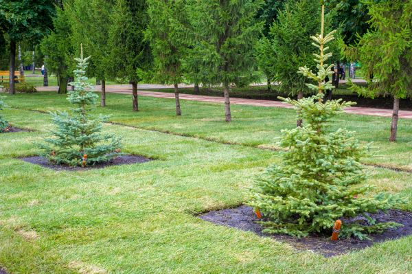 Privacy Trees Planting in Belleville