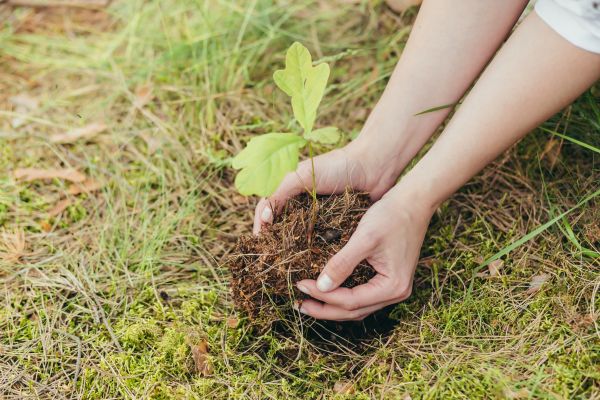 Oak Tree Planting in Belleville