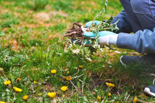 Flower Bed Clearing in Belleville