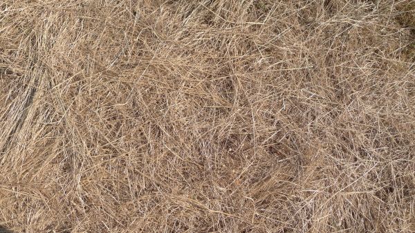 Pine Straw Replacement in Belleville