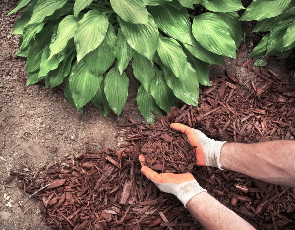 Bark Spreading in Belleville