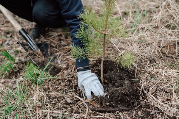 Pine Tree Planting in Belleville