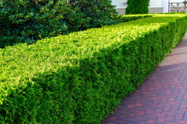 Hedge Installation in Belleville