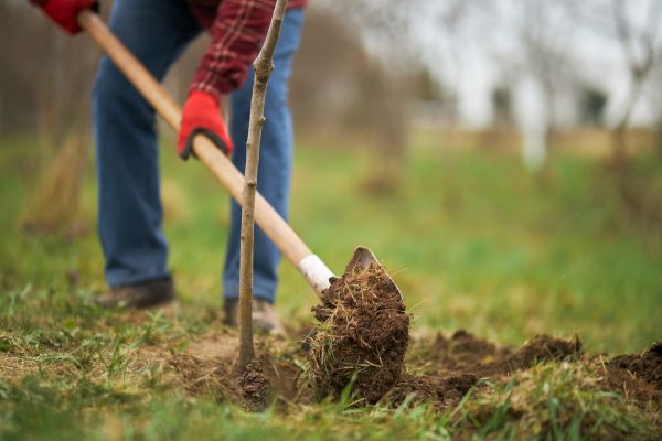 Trees Planting in Belleville