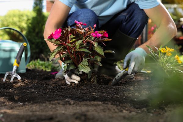 Plant Replacement in Belleville