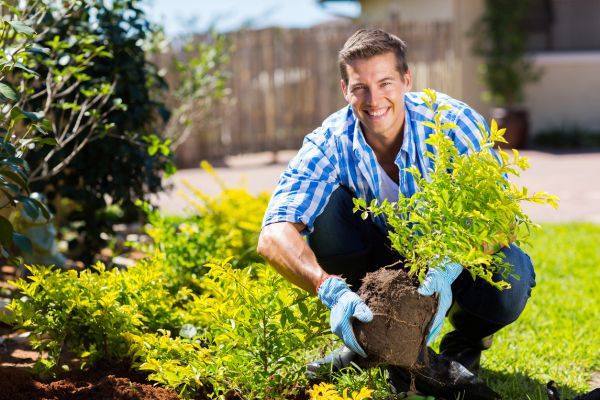 Shrub Landscaping in Belleville