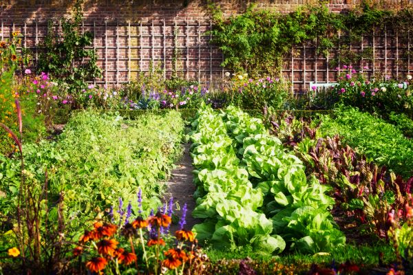 Garden Planting Service in Belleville