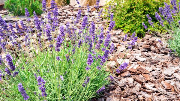 Pine Bark Landscaping in Belleville