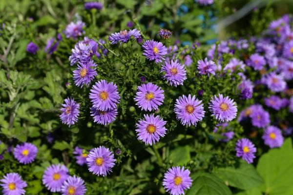 Perennial Flower Planting in Belleville