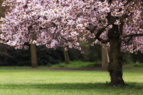 Cherry Tree Planting in Belleville