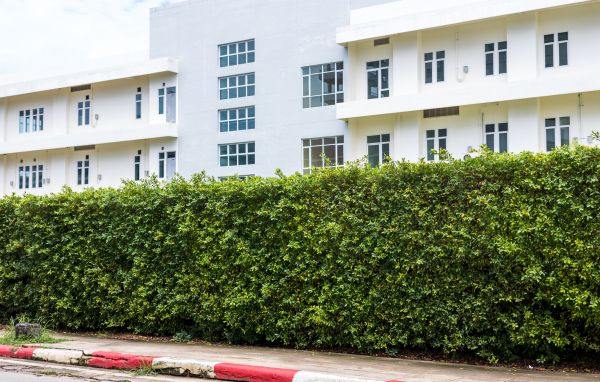Privacy Landscaping in Belleville