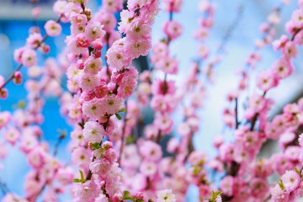 Japanese Cherry Tree Planting in Belleville