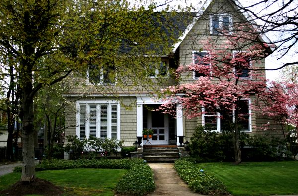 Ornamental Tree Planting in Belleville