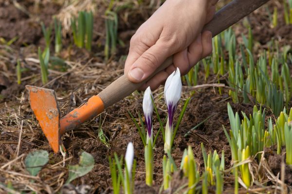 Flower Garden Weeding in Belleville