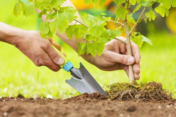 Fruit Tree Planting in Belleville