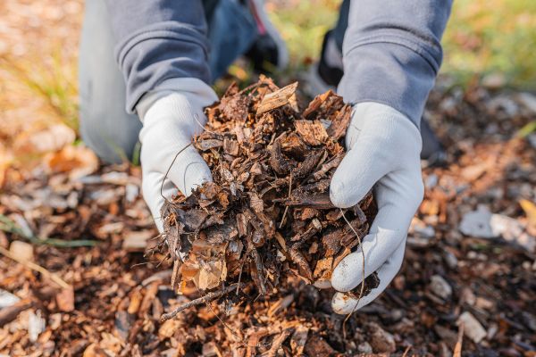 Shredded Mulch Installation in Belleville